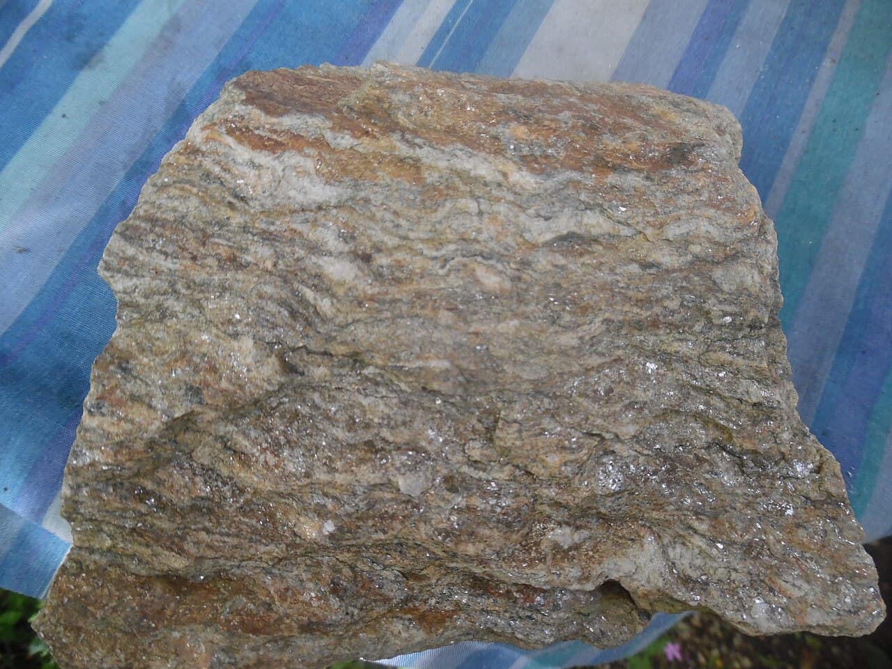 Banded augen gneiss showing the light and dark mineral layering typical of metamorphic rock